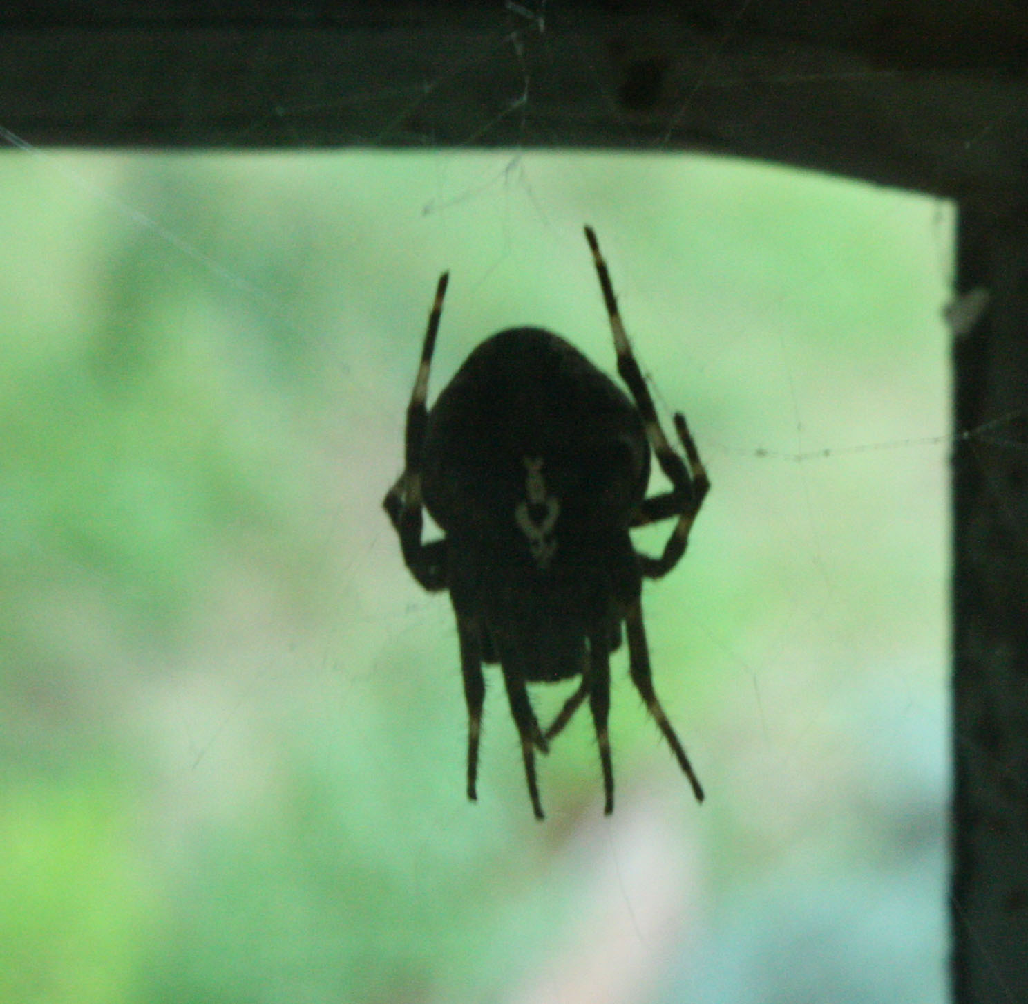 Araneus angulatus - Lonato del Garda (BS)